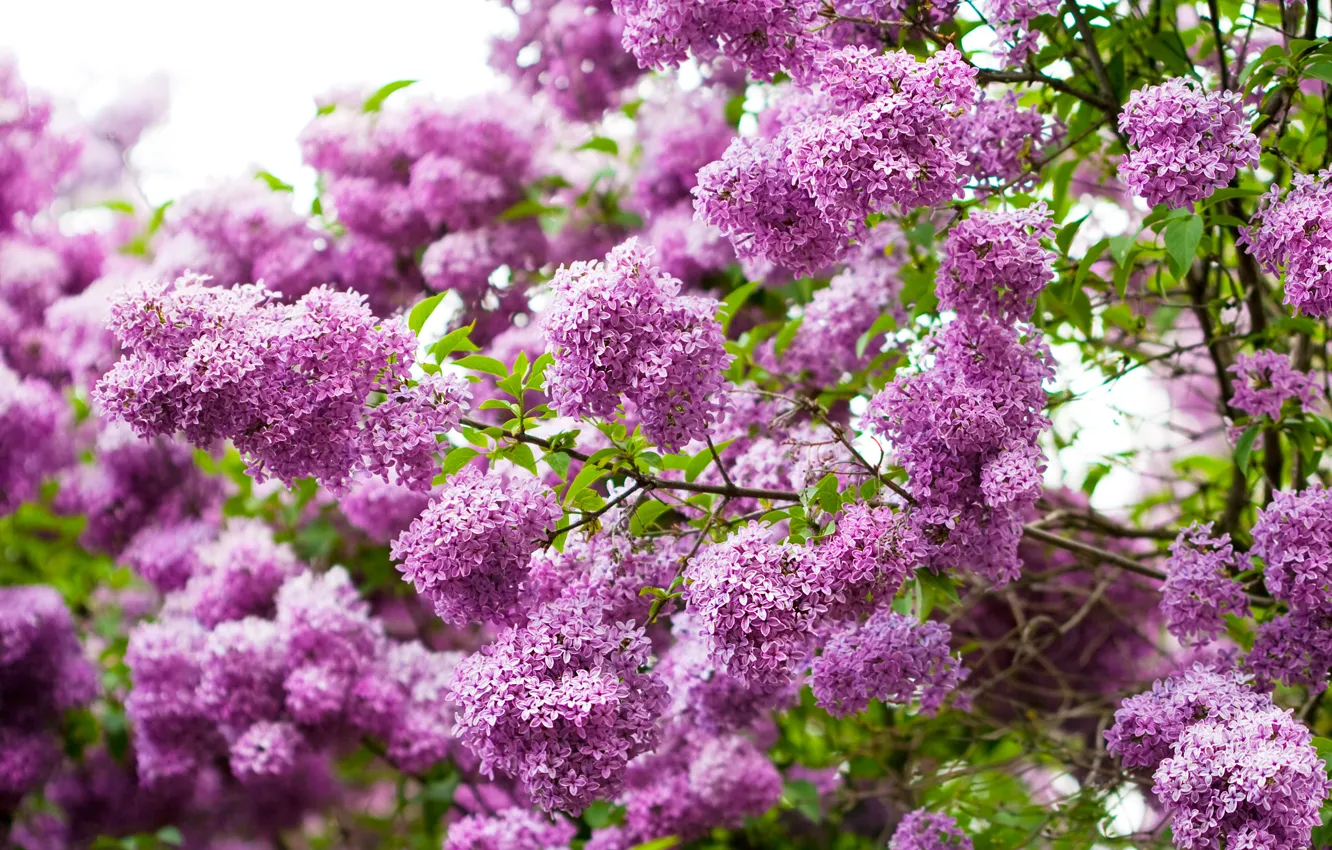 Photo wallpaper leaves, flowers, branches, nature, lilac