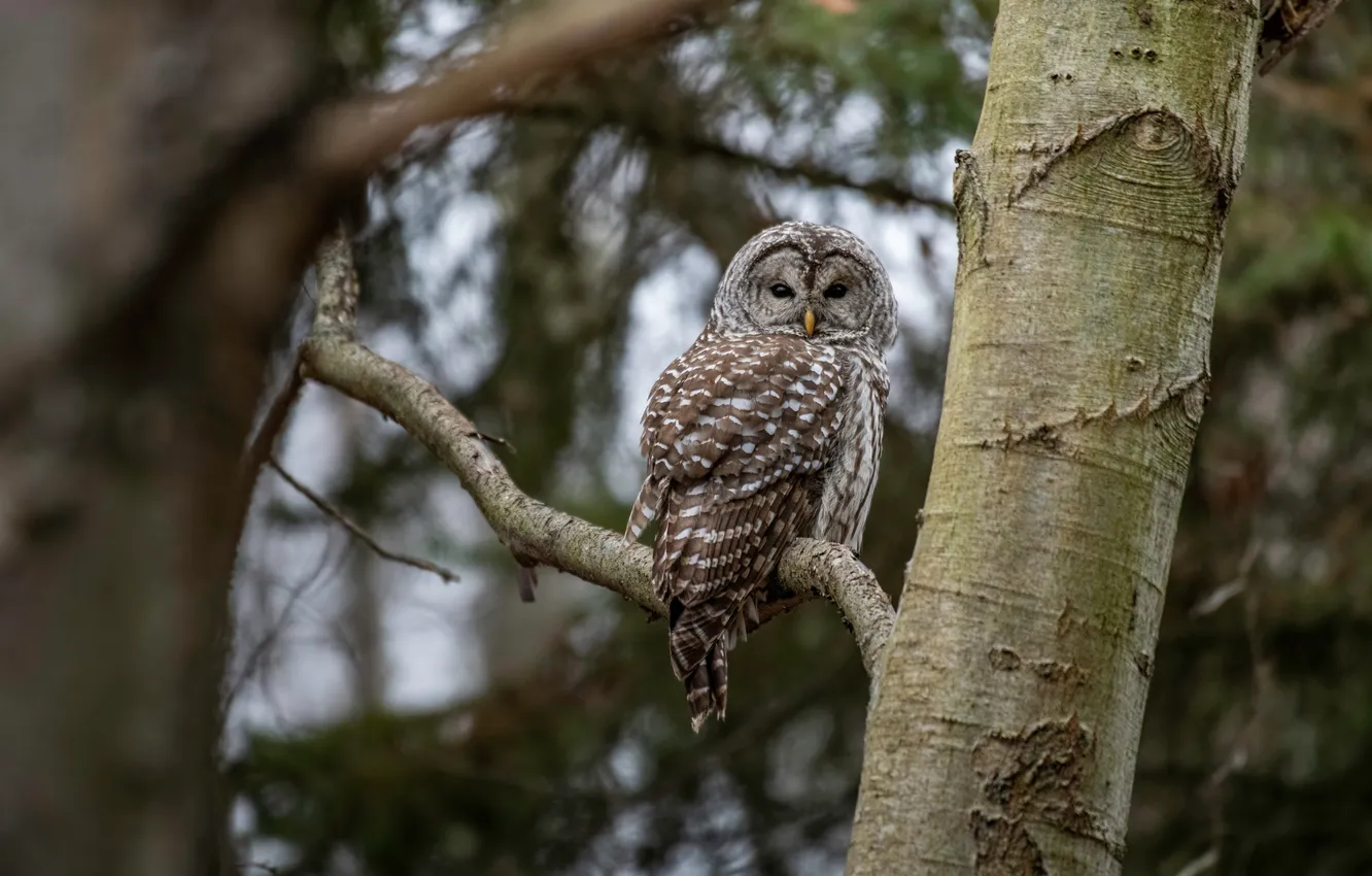 Photo wallpaper forest, owl, owl