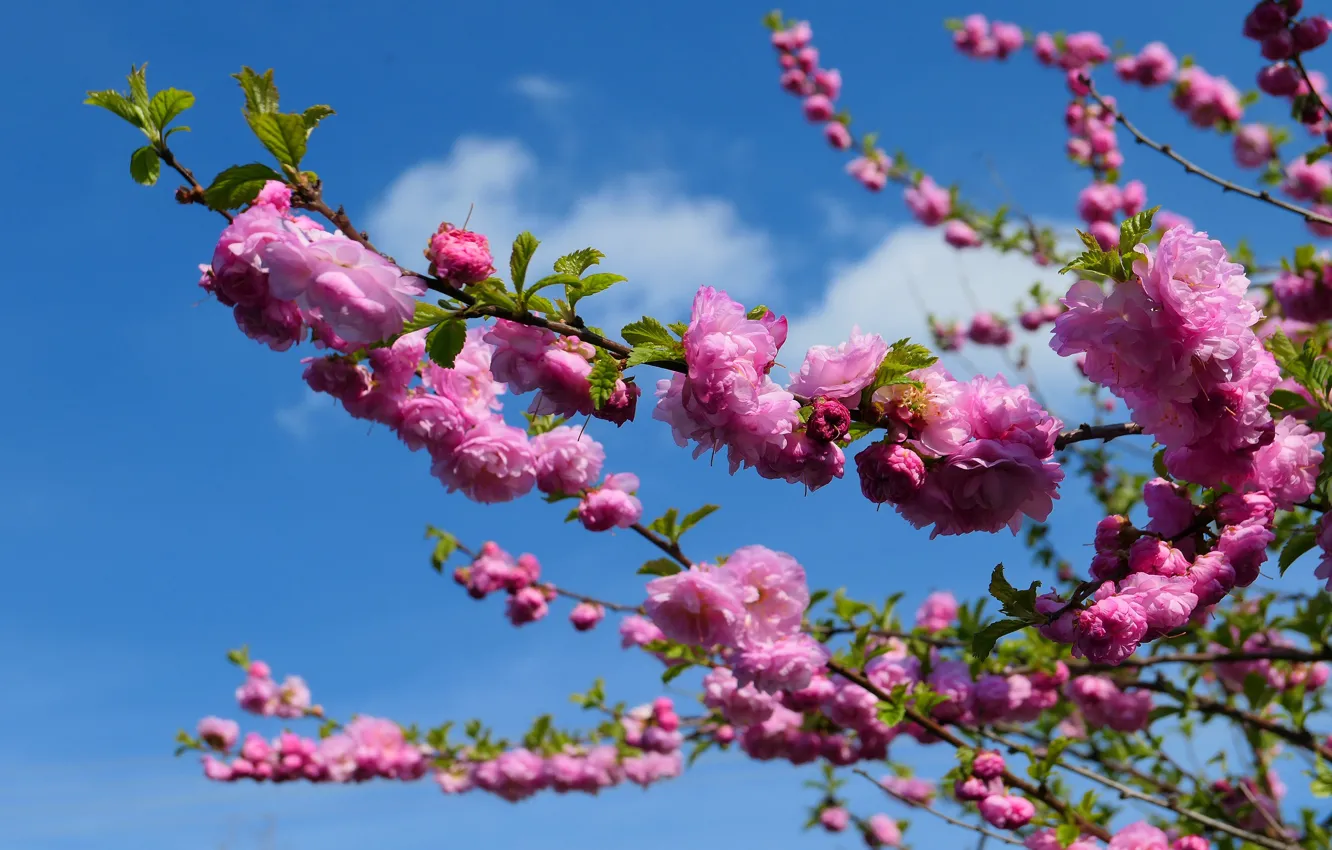 Photo wallpaper clouds, flowers, branches, blue, tree, bright, spring, pink
