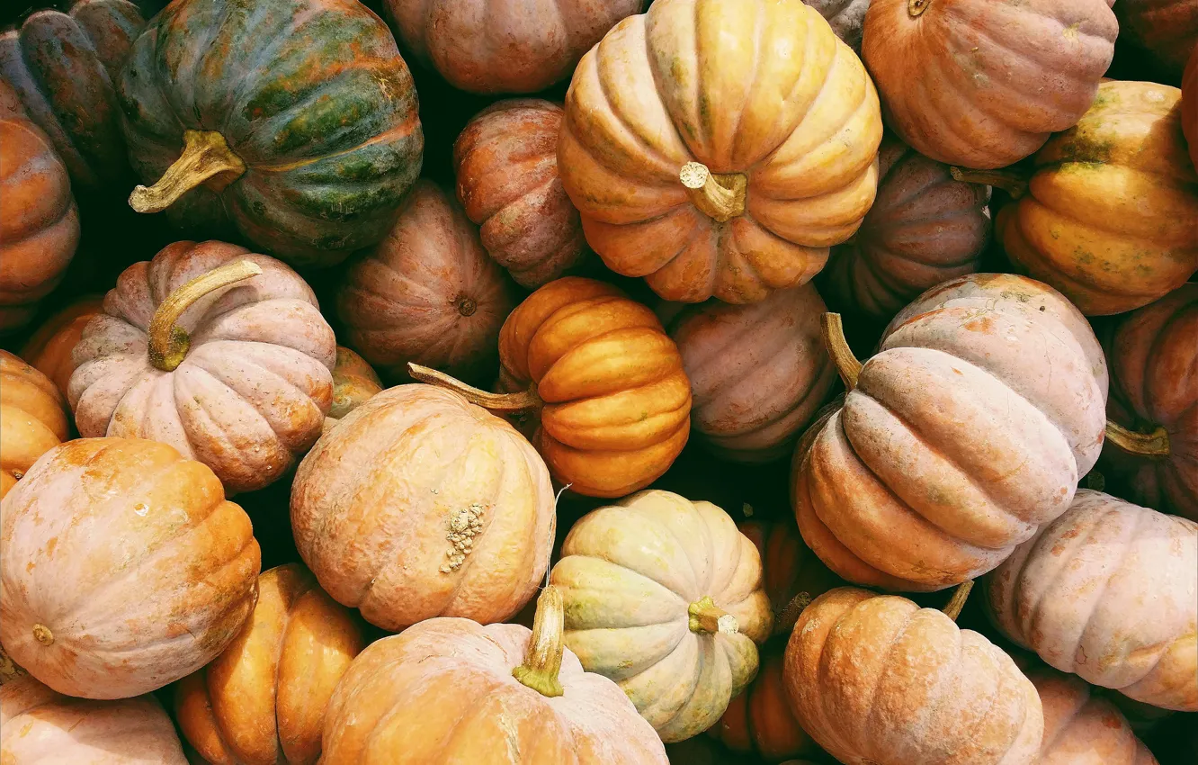 Photo wallpaper autumn, harvest, pumpkin, a lot, different