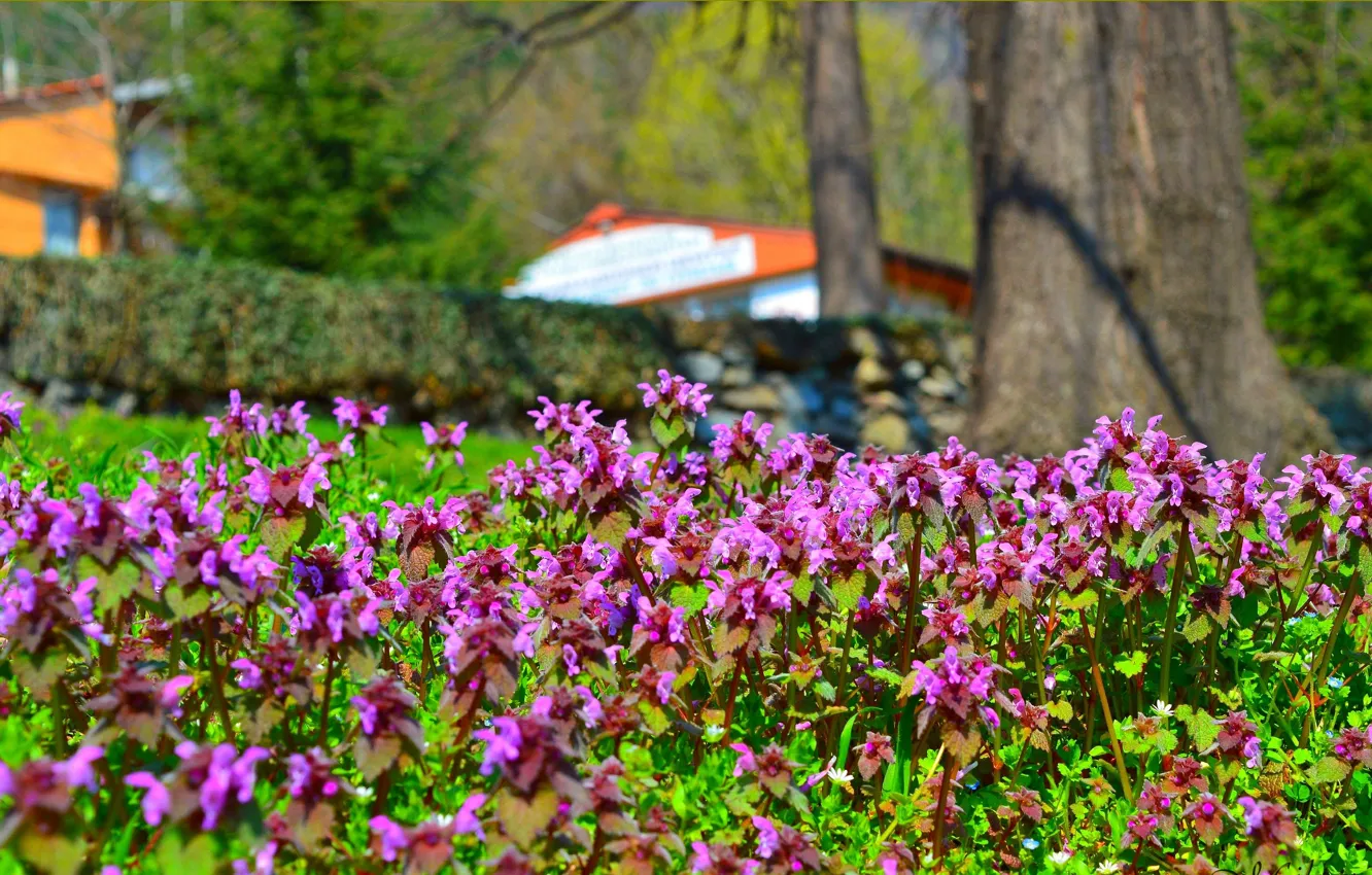 Photo wallpaper Spring, Park, Park, Spring, Flowering, Garden, Flowering