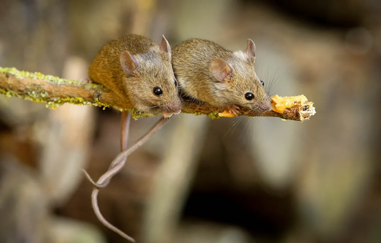 Photo wallpaper branches, mouse, tail