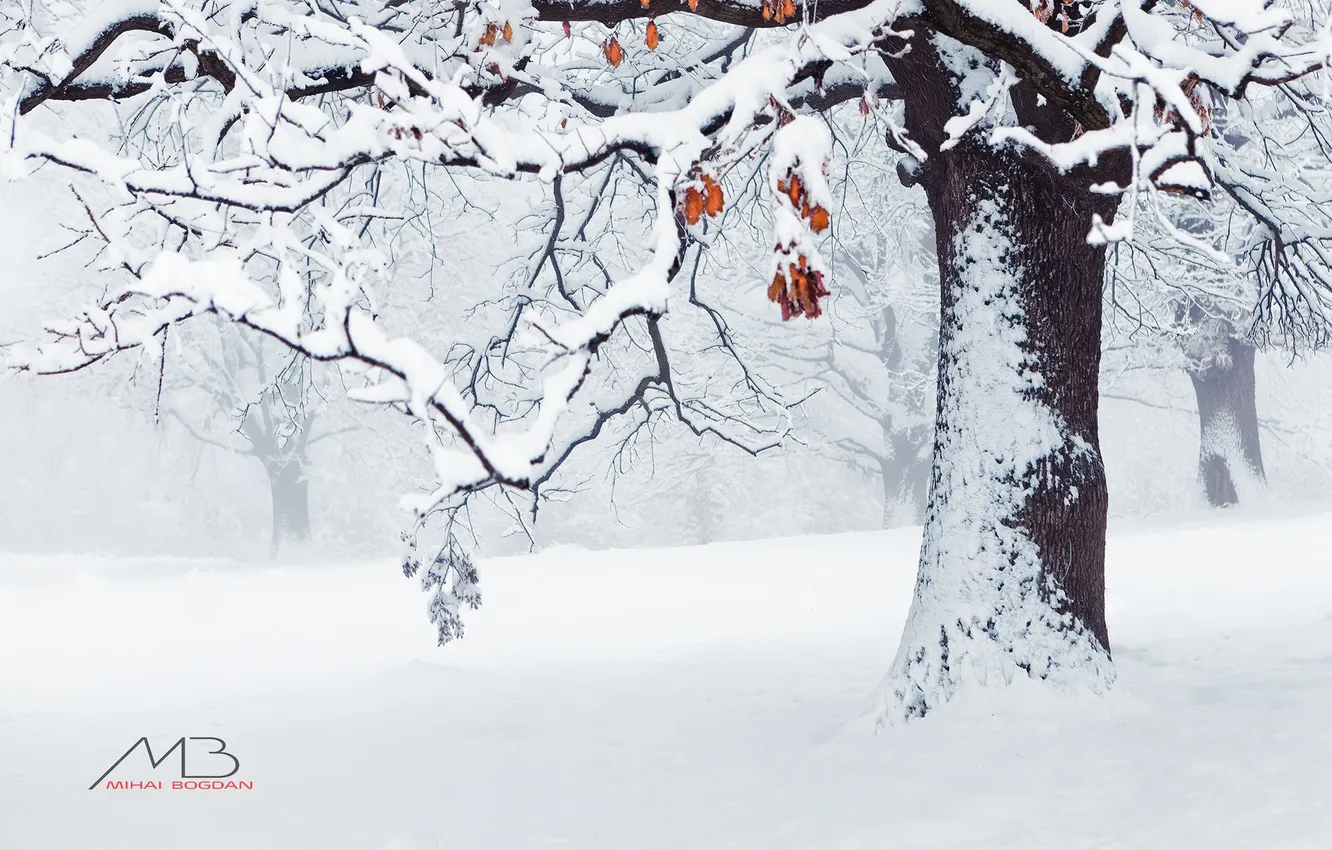 Photo wallpaper snow, trees, branches, winter, Mihai Romeo Bogdan