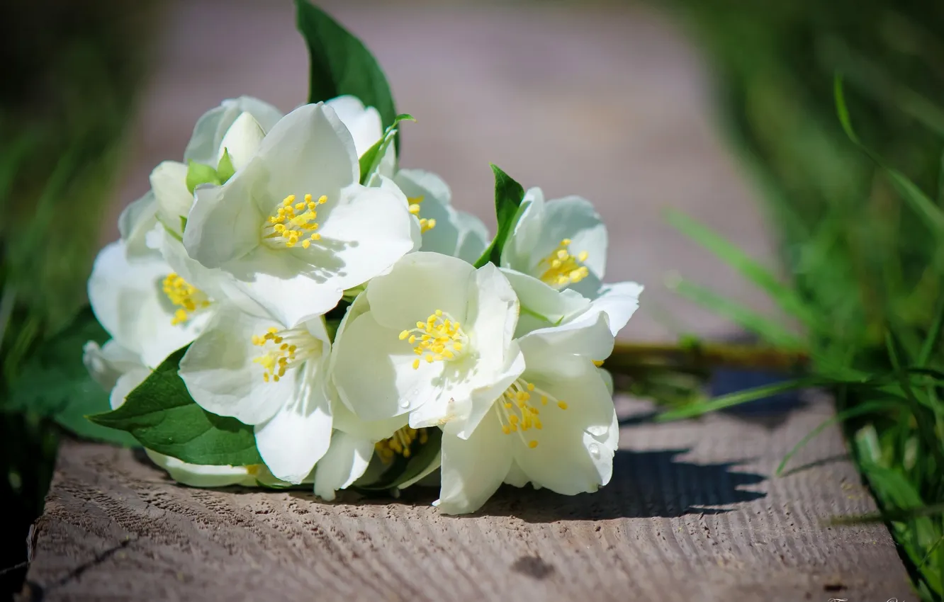 Photo wallpaper flowers, Board, Jasmine