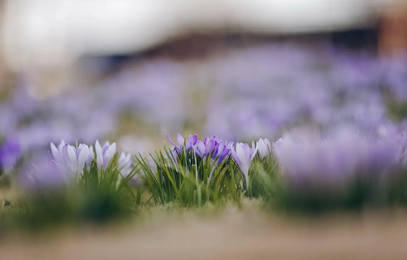 Photo wallpaper flowers, nature, spring