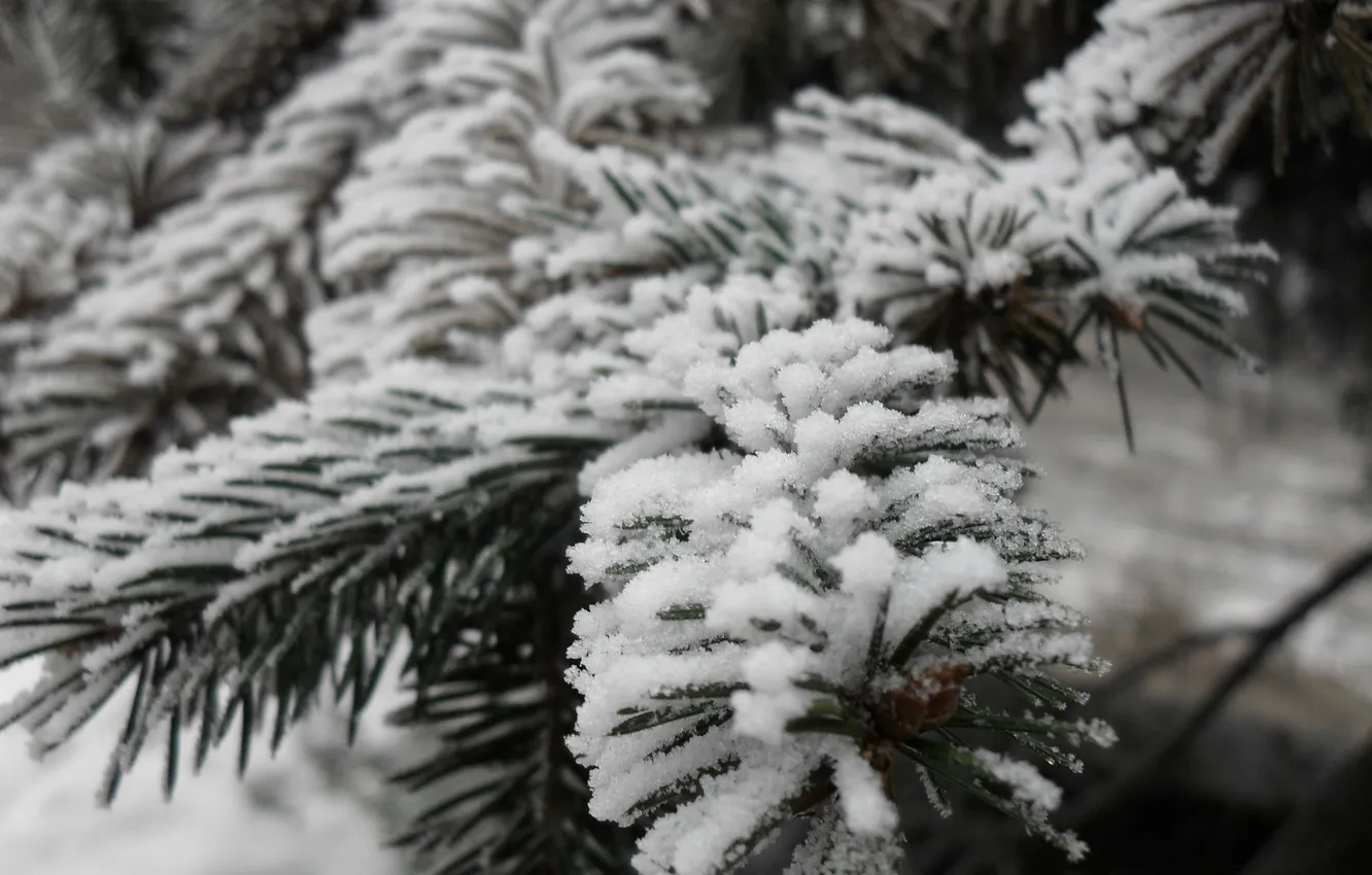 Photo wallpaper greens, snow, Tree, Odessa