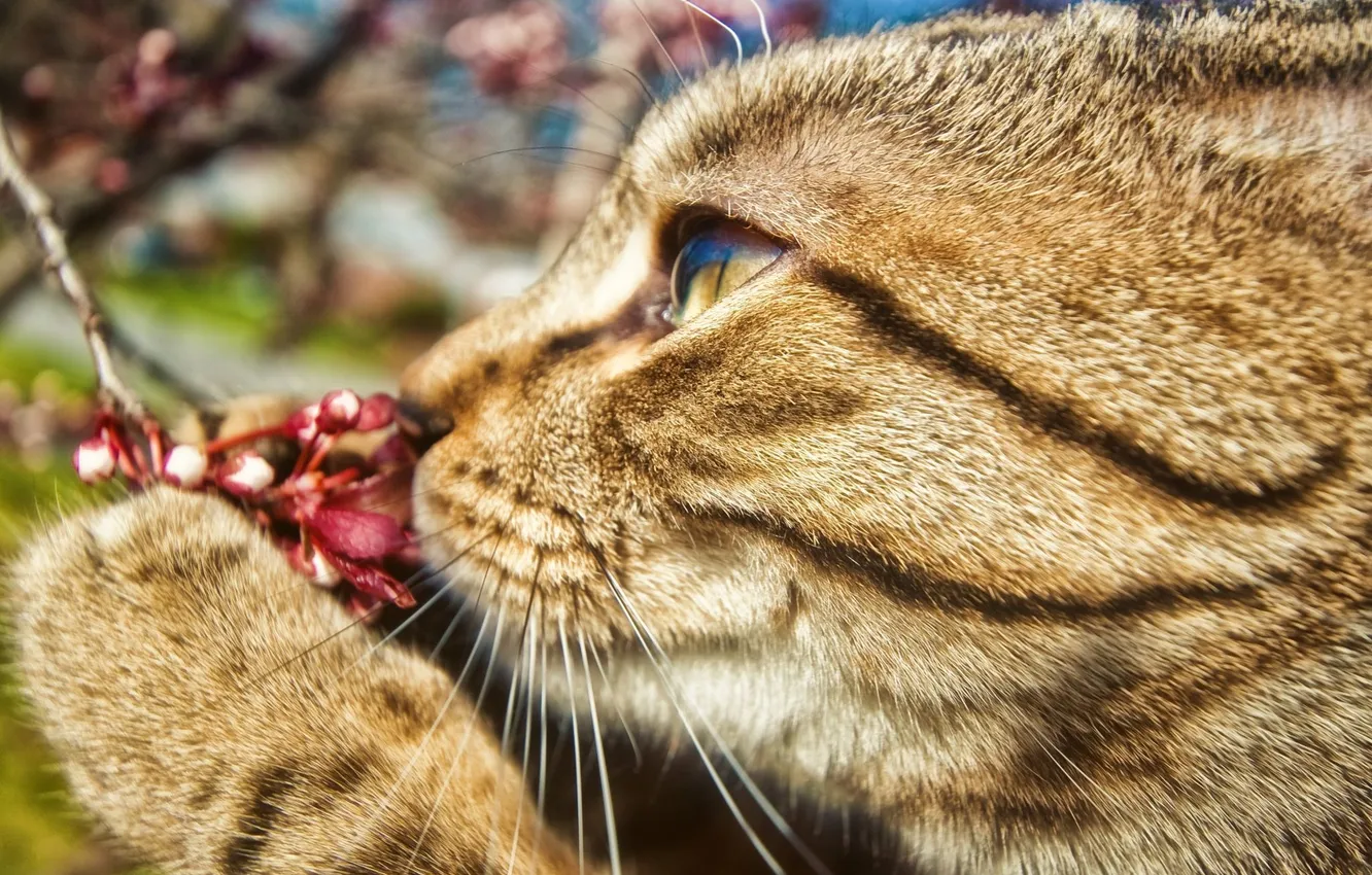 Photo wallpaper cat, berries, spring