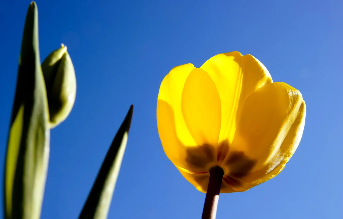 Photo wallpaper the sky, leaves, Tulip, petals, stem