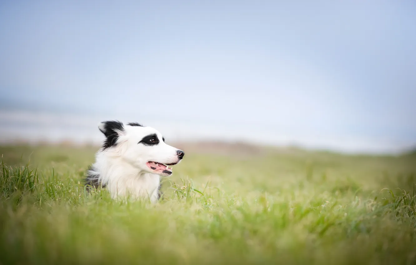 Photo wallpaper look, each, dog