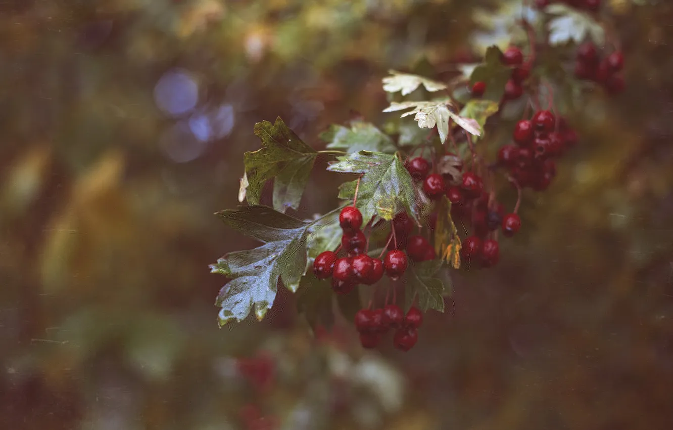 Photo wallpaper leaves, berries, red