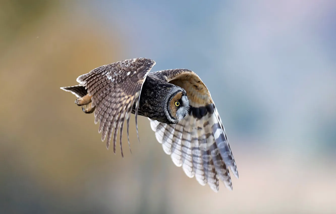 Photo wallpaper Predator, flying, nature, bird, owl