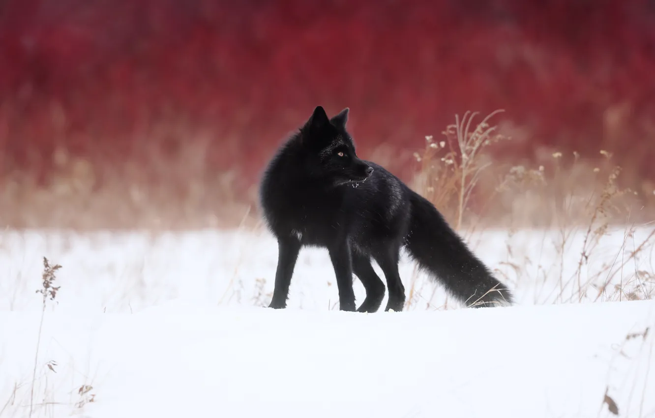Photo wallpaper winter, snow, Fox, Silver Fox