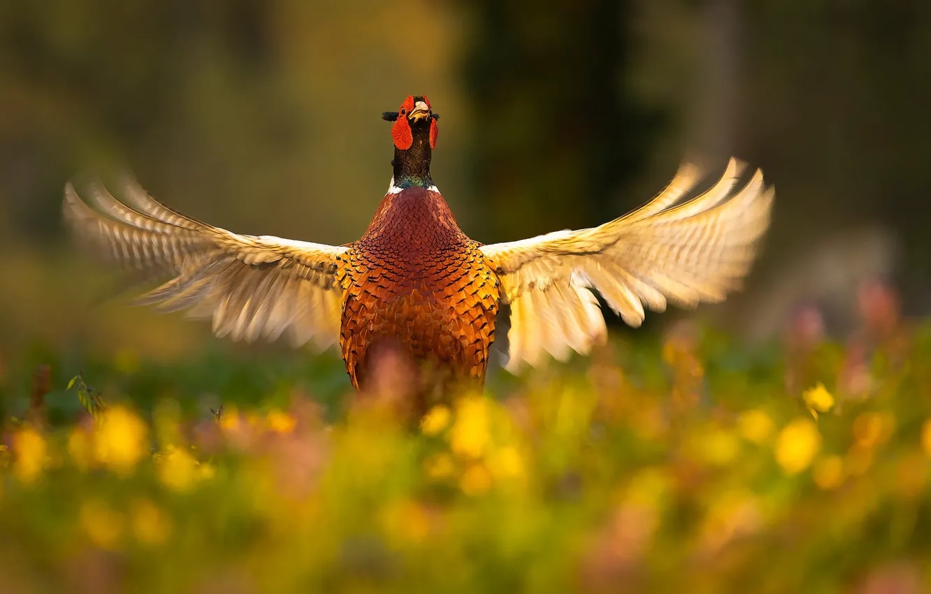 Photo wallpaper bird, glade, wings, stroke, pheasant