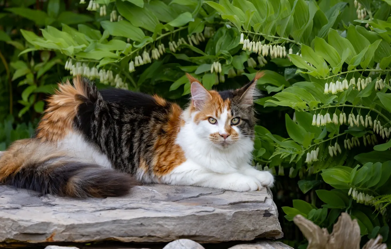 Photo wallpaper cat, cat, look, nature, pose, face