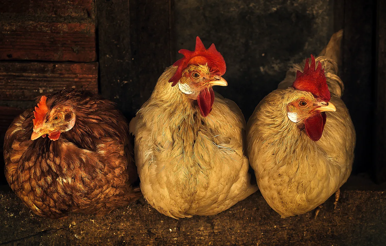 Photo wallpaper treatment, chicken, three, coop, trio, chicken, cock, sitting
