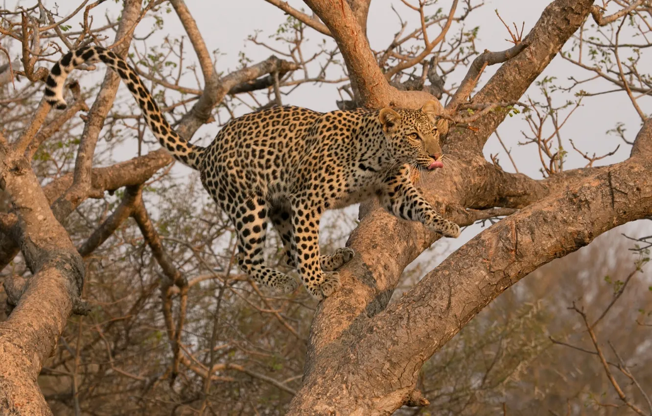 Photo wallpaper jump, predator, leopard, wild cat