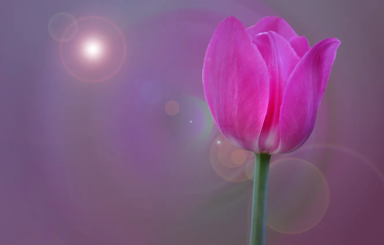 Photo wallpaper flowers, nature, glare, petals, stem, tulips