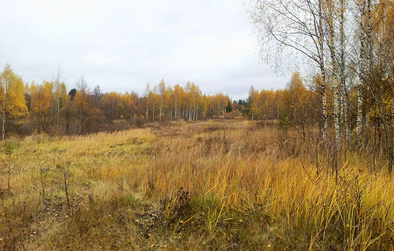 Photo wallpaper autumn, forest, trees, Zapadnaya Dvina
