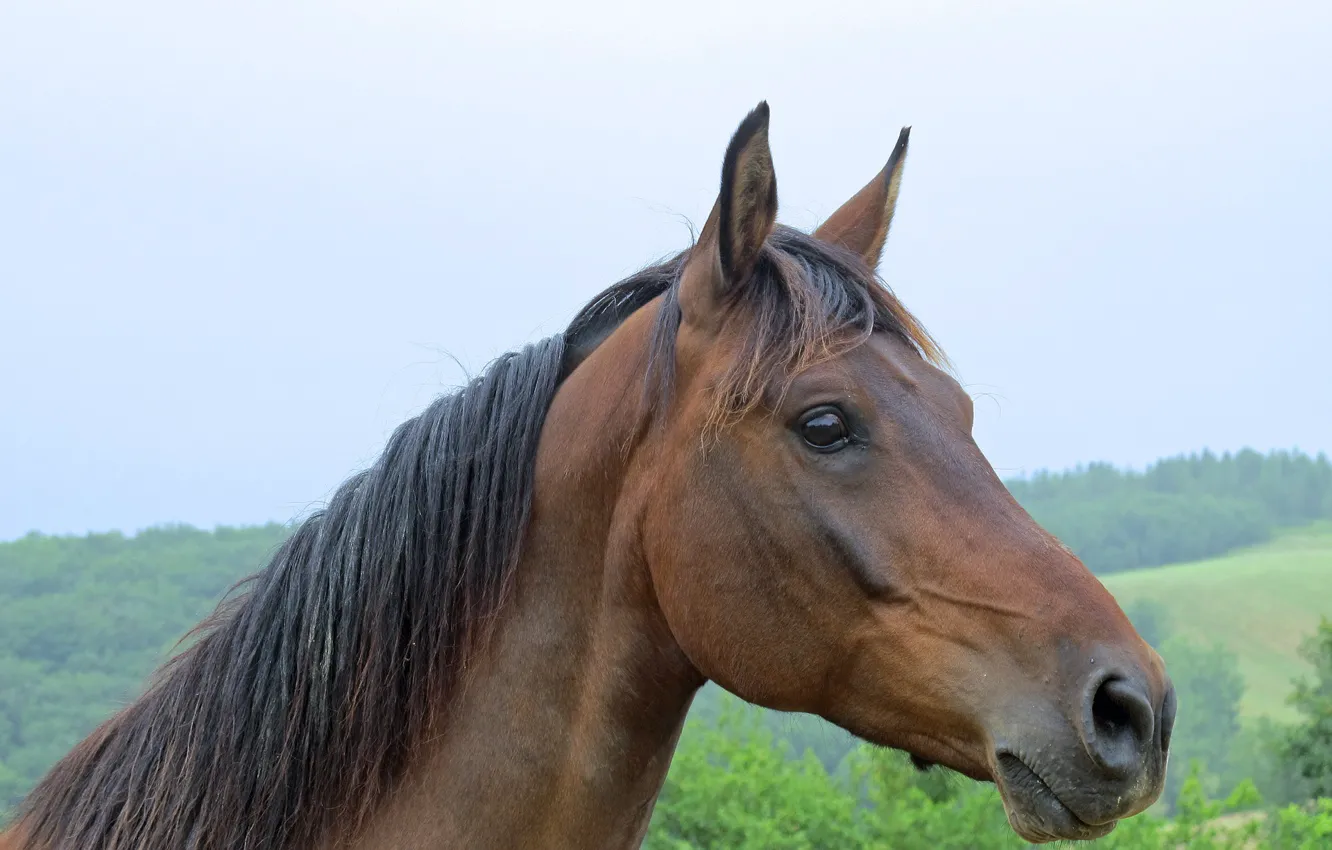 Photo wallpaper horse, horse, mane