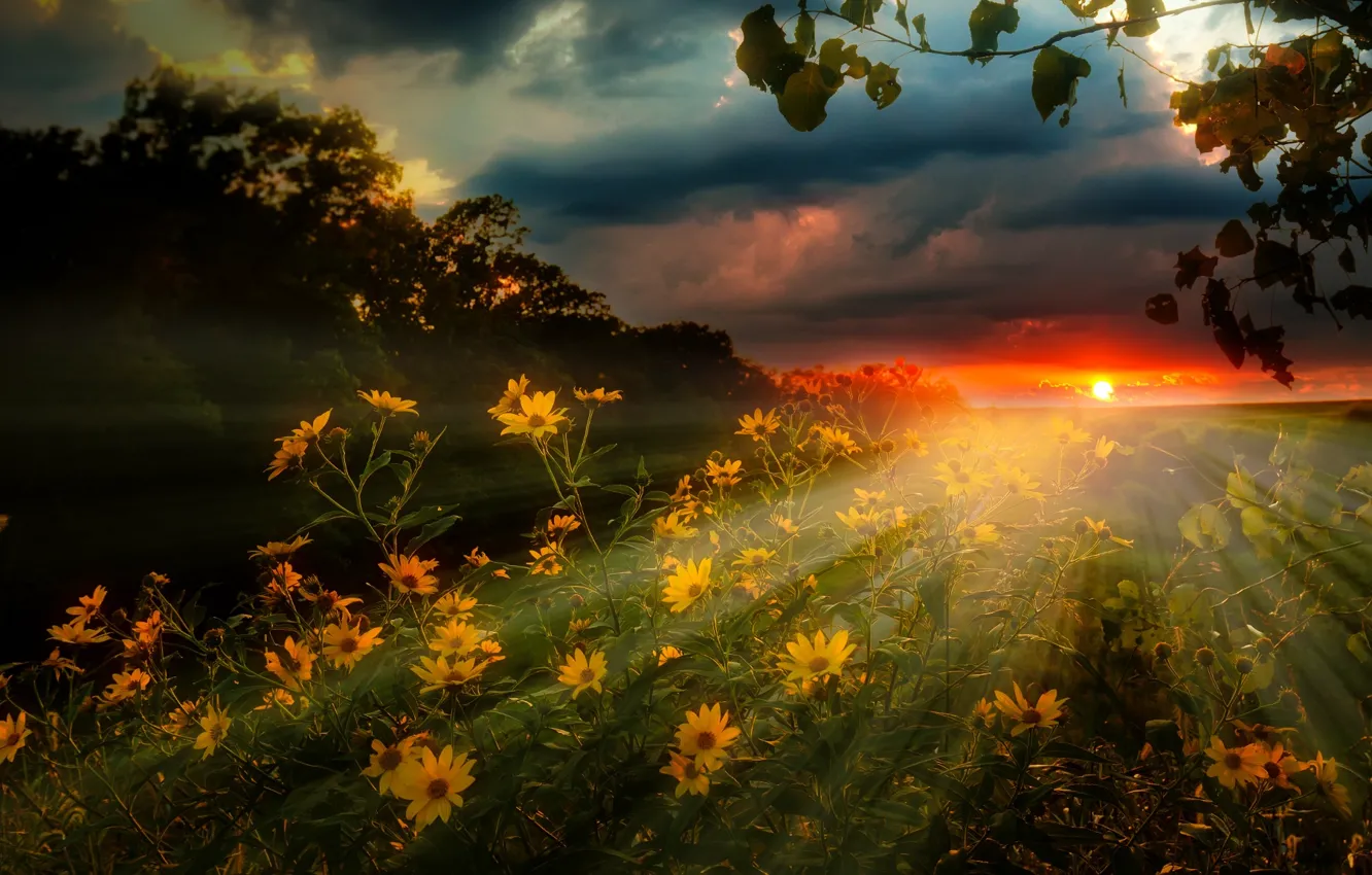 Photo wallpaper field, the sky, rays, landscape, sunset, flowers, clouds, nature