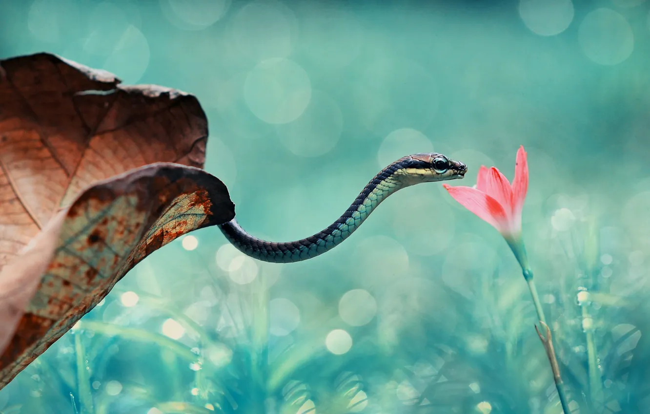 Photo wallpaper grass, leaves, macro, flowers, nature, snake, bokeh