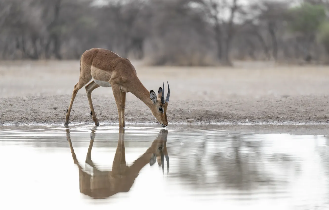 Photo wallpaper reflection, river, drink, antelope