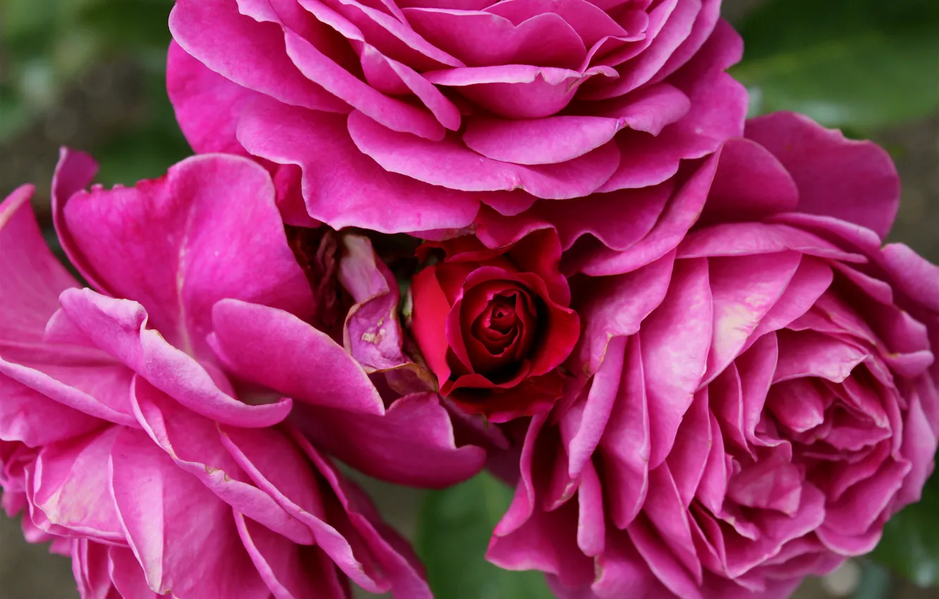 Photo wallpaper roses, pink, buds, pink, roses