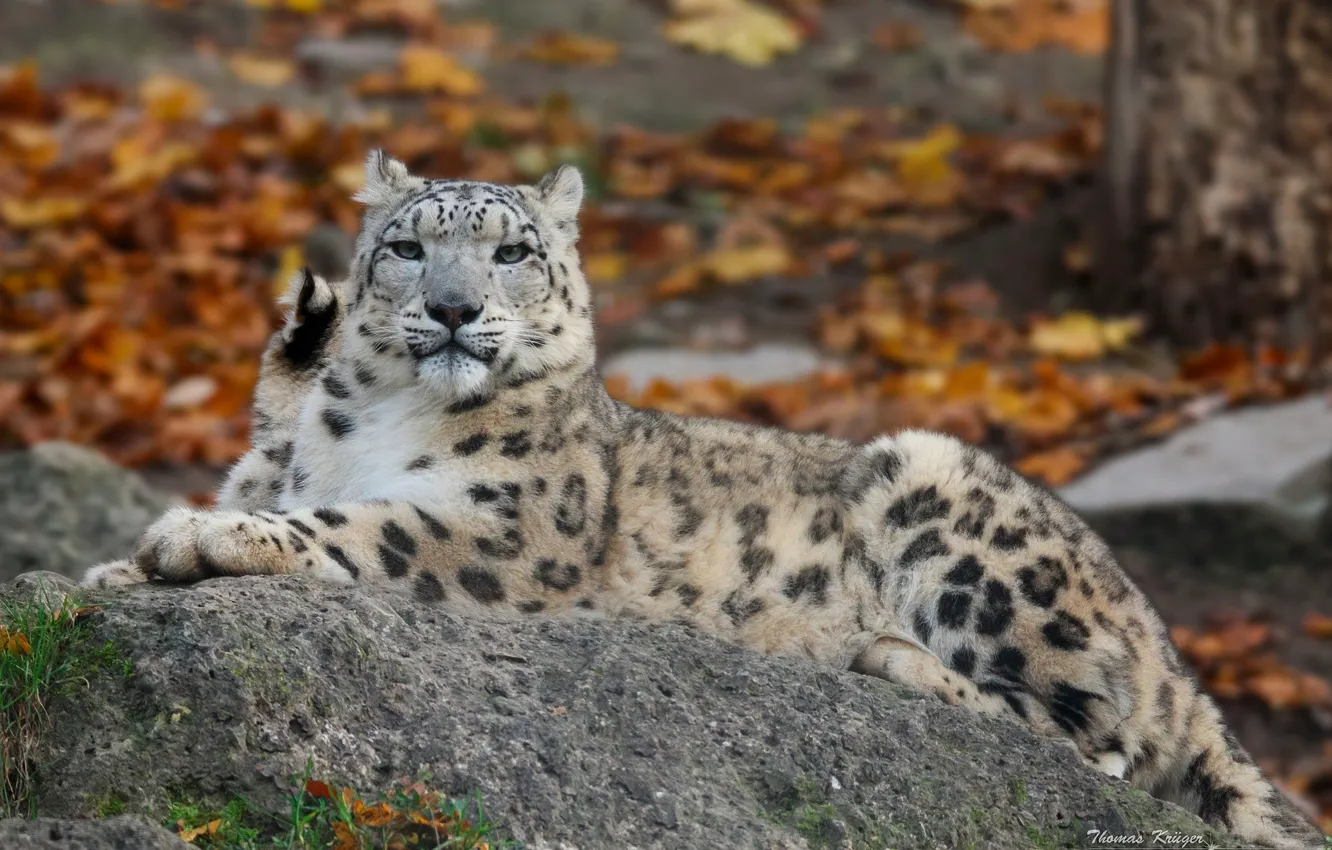 Photo wallpaper stone, predator, IRBIS, snow leopard, wild cat, snow leopard