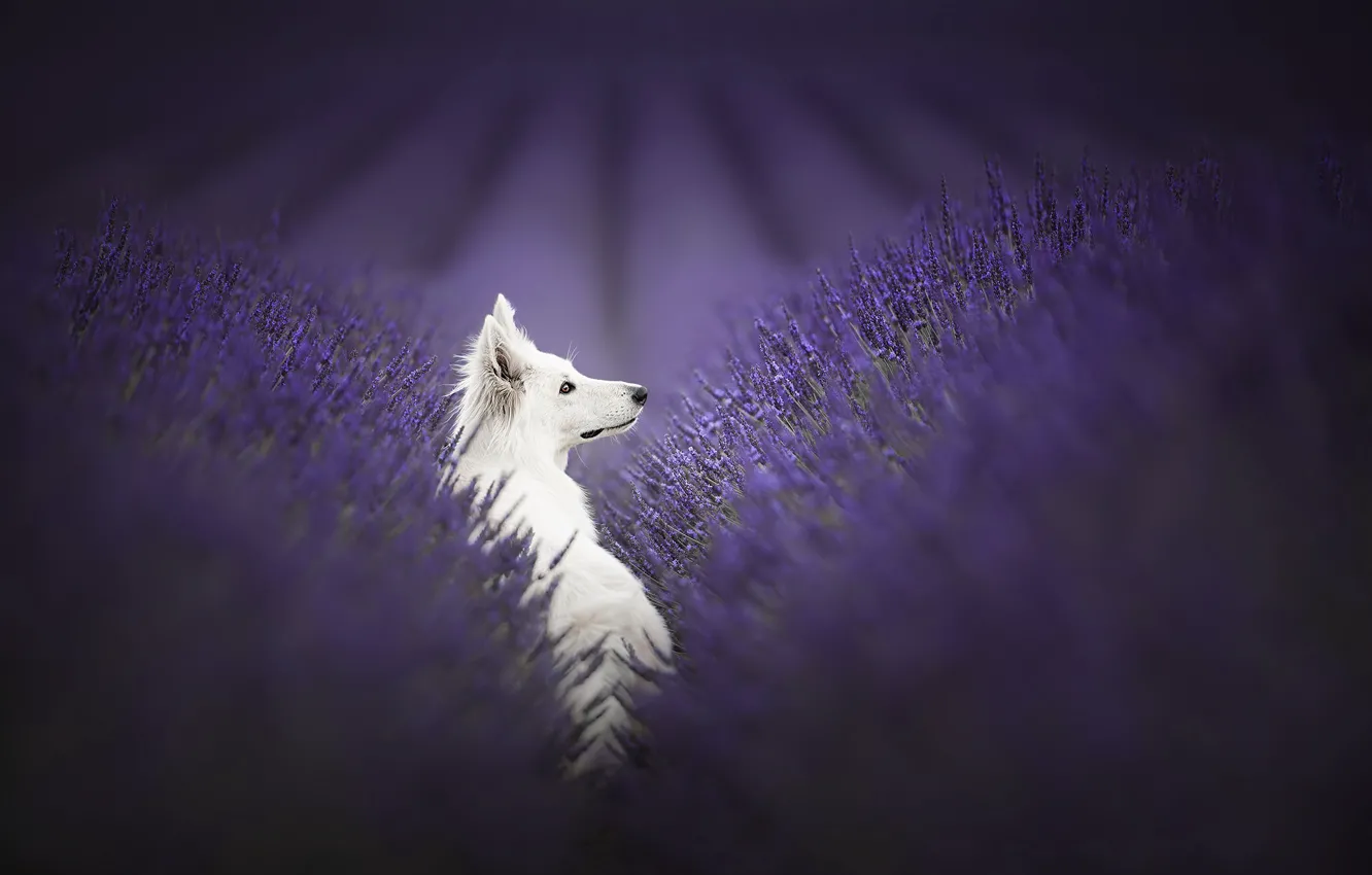 Photo wallpaper nature, each, dog, lavender