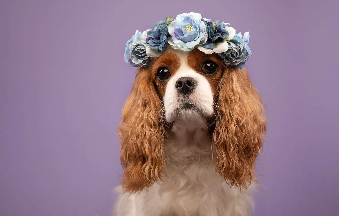 Photo wallpaper look, flowers, portrait, dog, red, ears, face, wreath