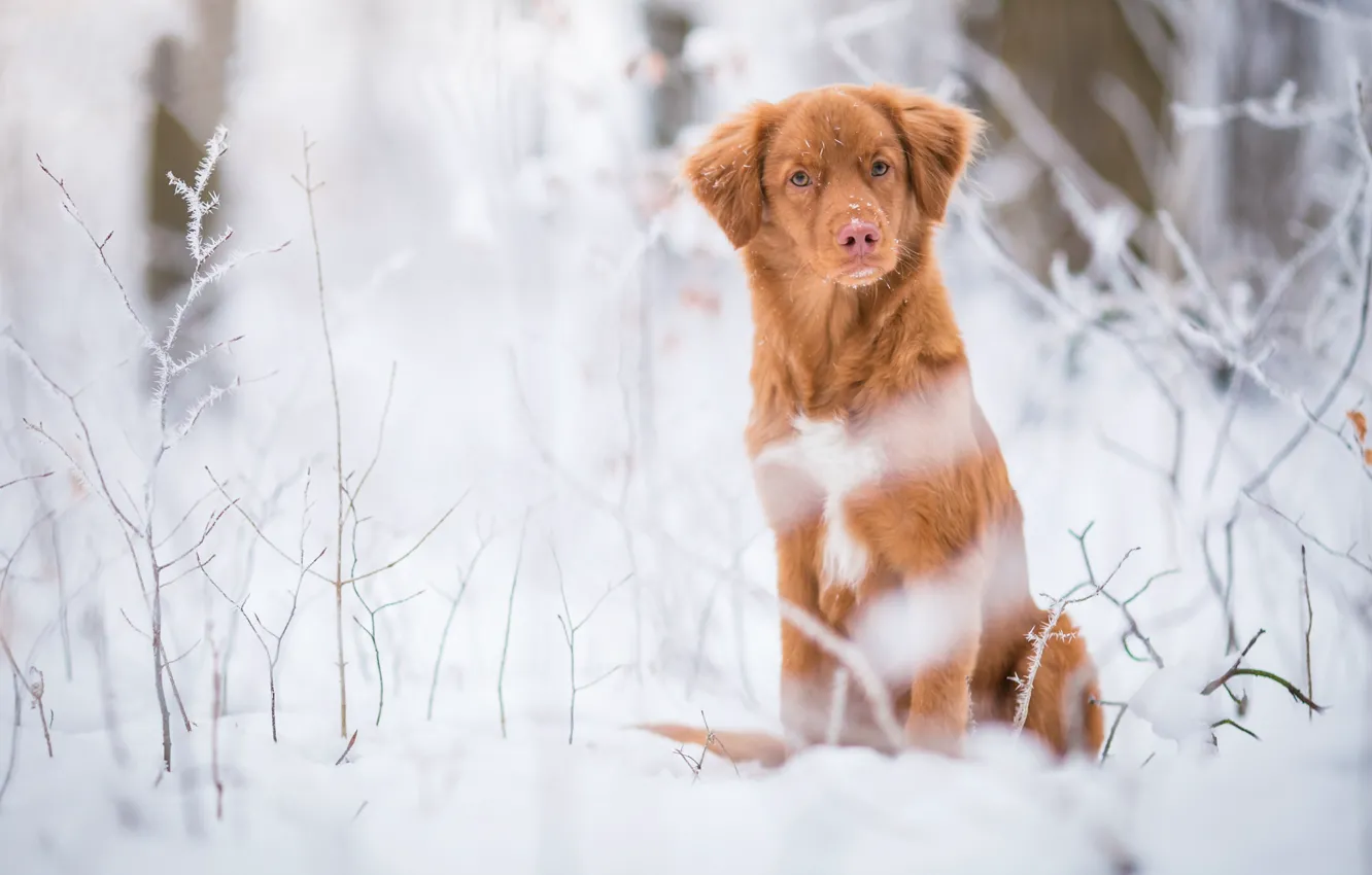 Photo wallpaper winter, frost, forest, grass, snow, nature, dog, red