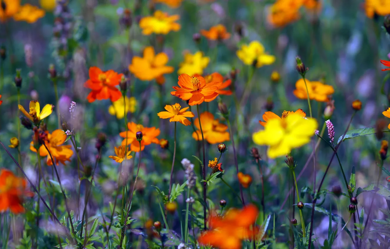 Photo wallpaper field, flowers, bright, yellow, meadow, orange, a lot, cosmos