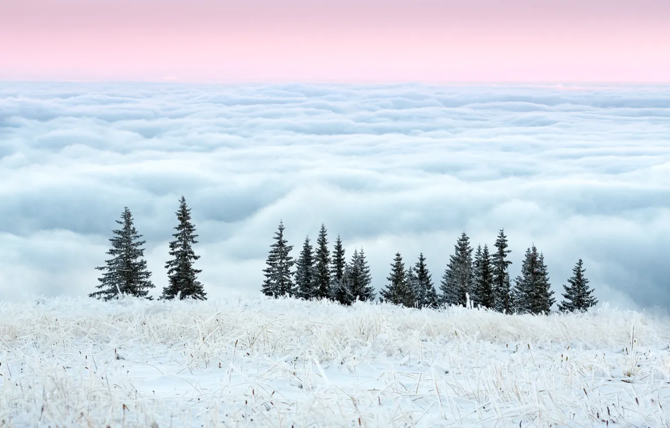 Photo wallpaper winter, frost, the sky, grass, clouds, trees, morning