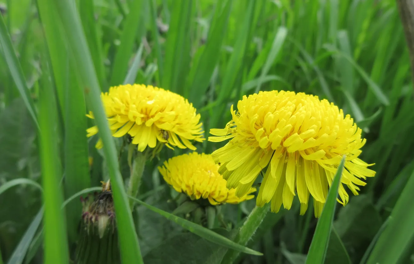 Photo wallpaper greens, grass, dandelion, meadow, spring 2018, Mamala ©