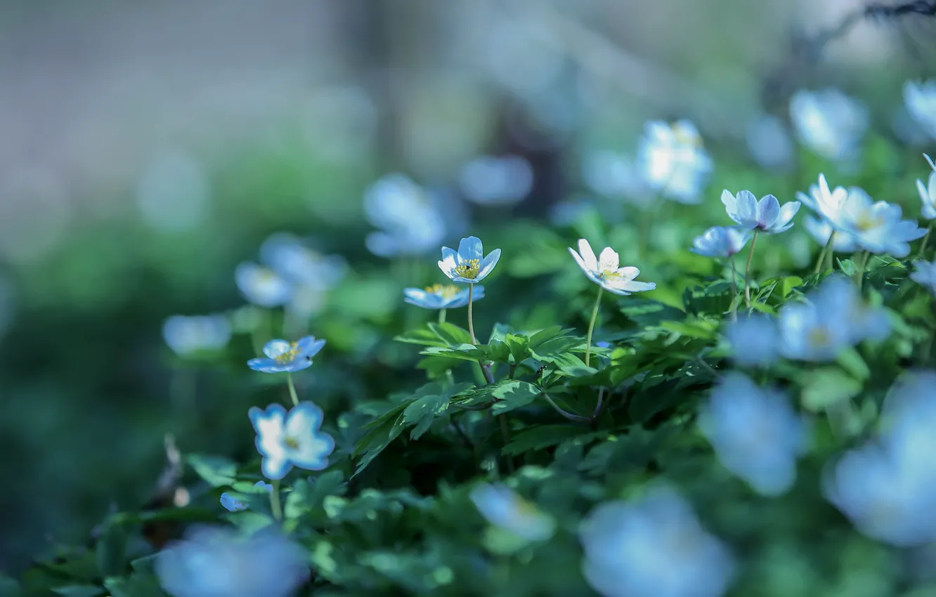 Photo wallpaper flowers, background, blue, glade, blur, spring, white, field