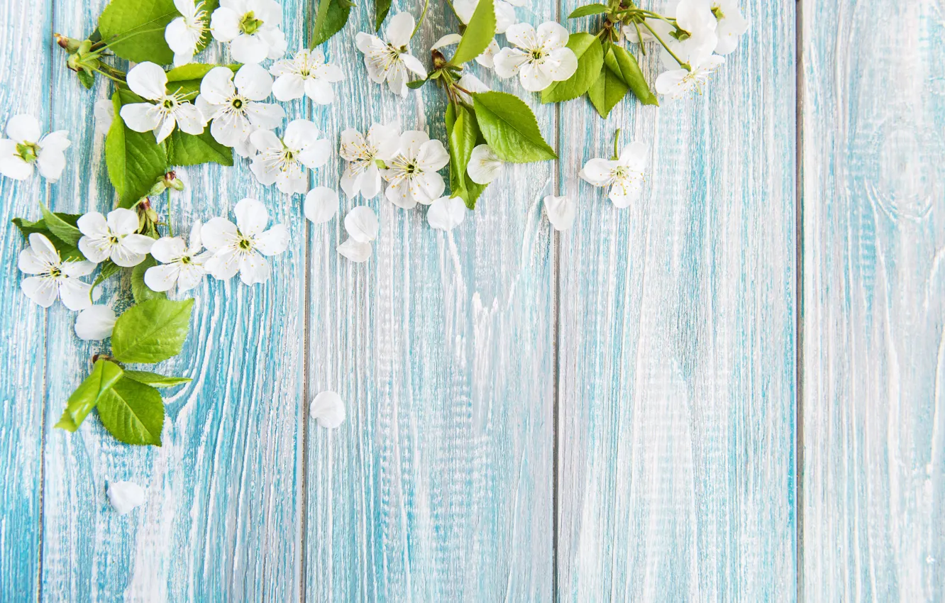 Photo wallpaper flowers, cherry, background, blue, spring, wood