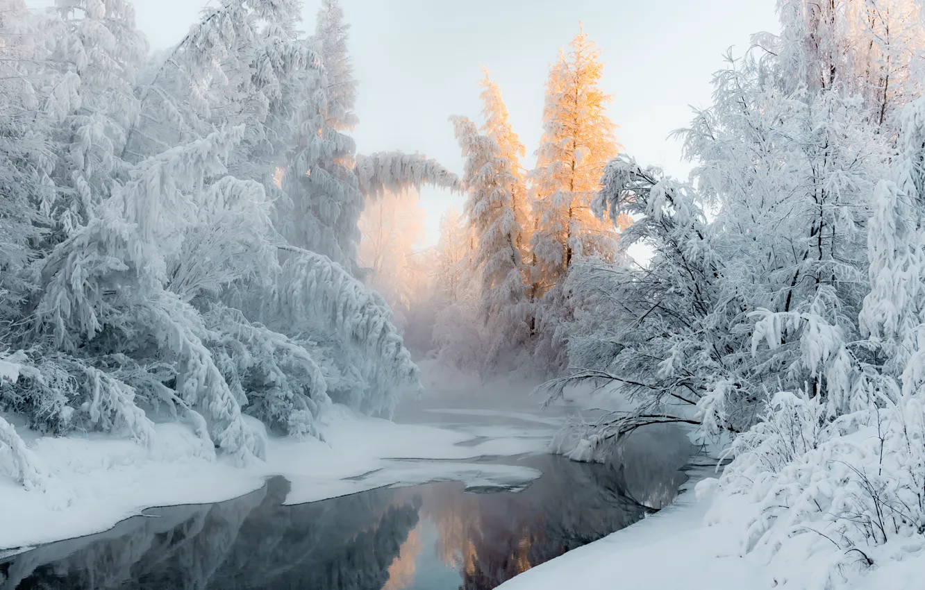 Photo wallpaper winter, frost, forest, light, snow, trees, fog, reflection