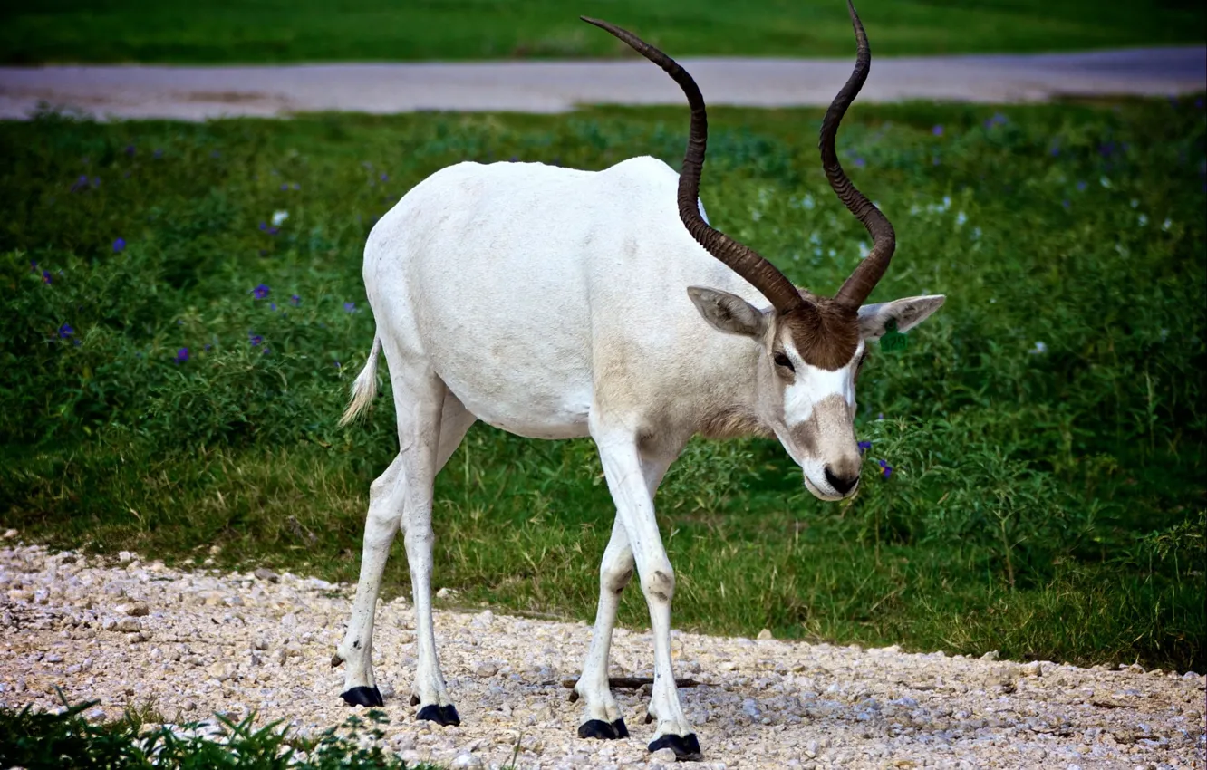 Photo wallpaper horns, antelope, white antelope