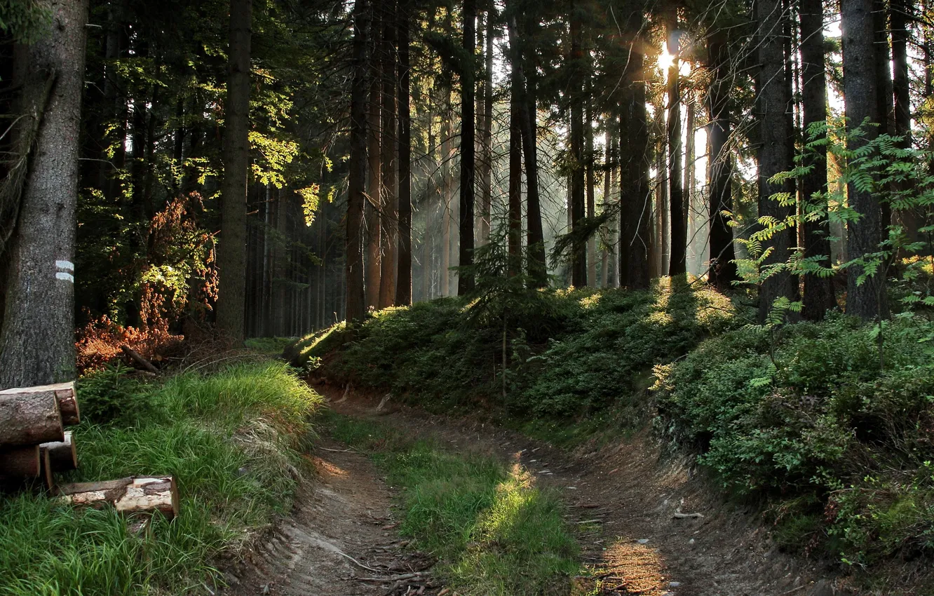 Photo wallpaper road, forest, the sun, rays, logs