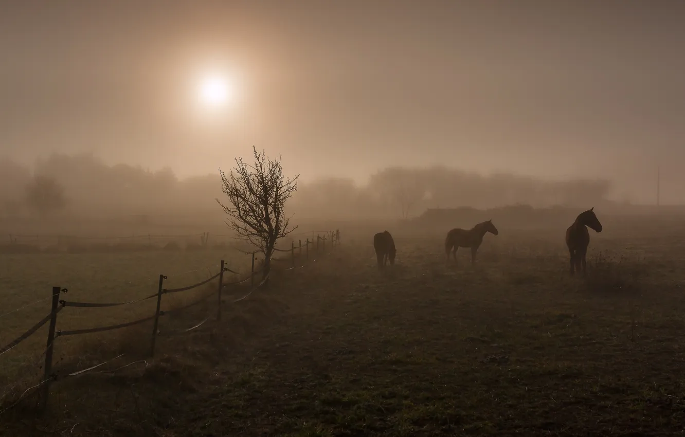 Photo wallpaper field, night, horses