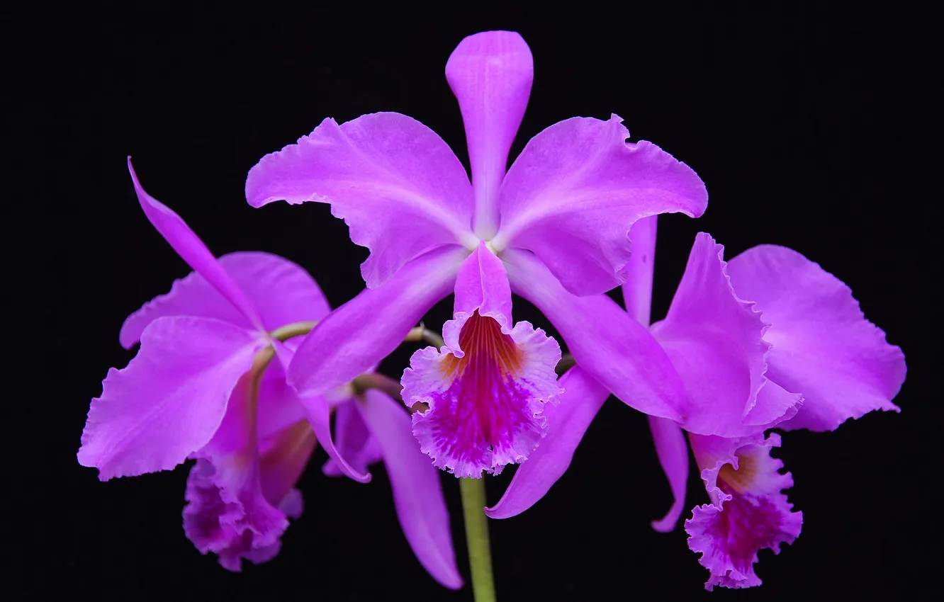 Photo wallpaper nature, plant, petals, exotic, Orchid