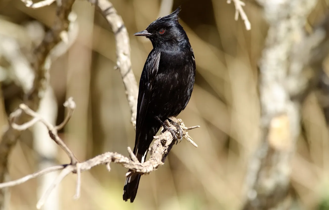 Photo wallpaper branches, bird, black