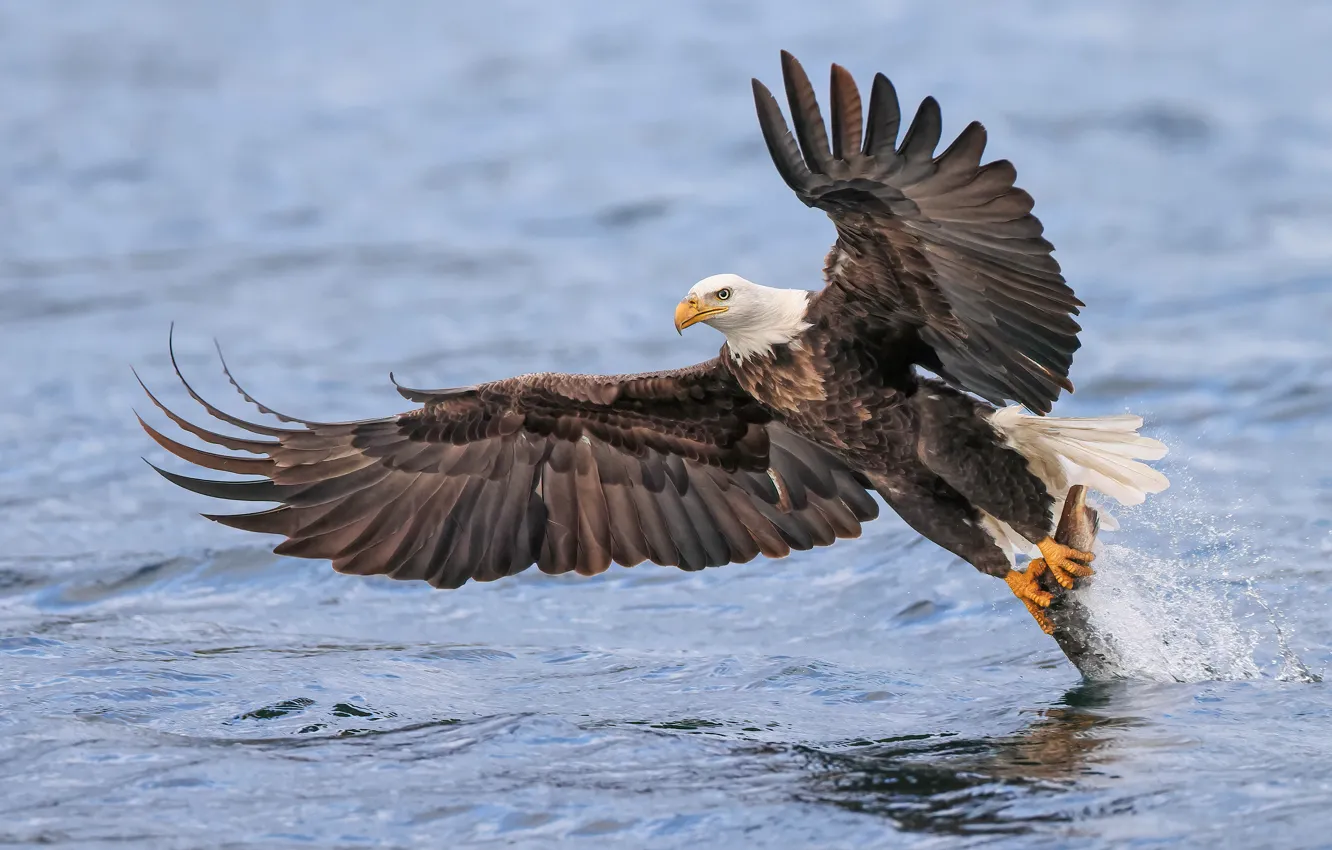 Photo wallpaper look, flight, bird, fishing, fish, pond, predatory, mining