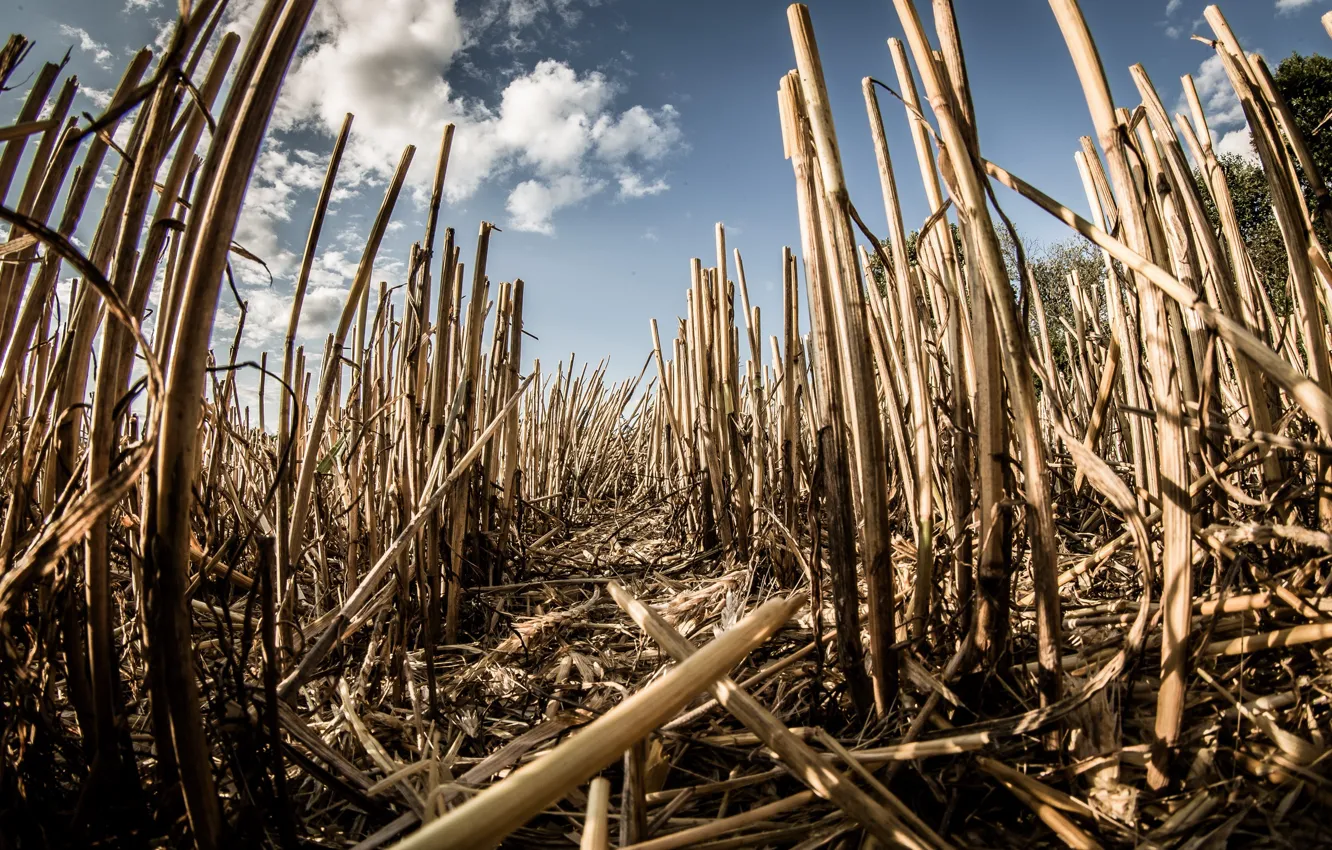 Photo wallpaper field, nature, Bett, Kornfeld