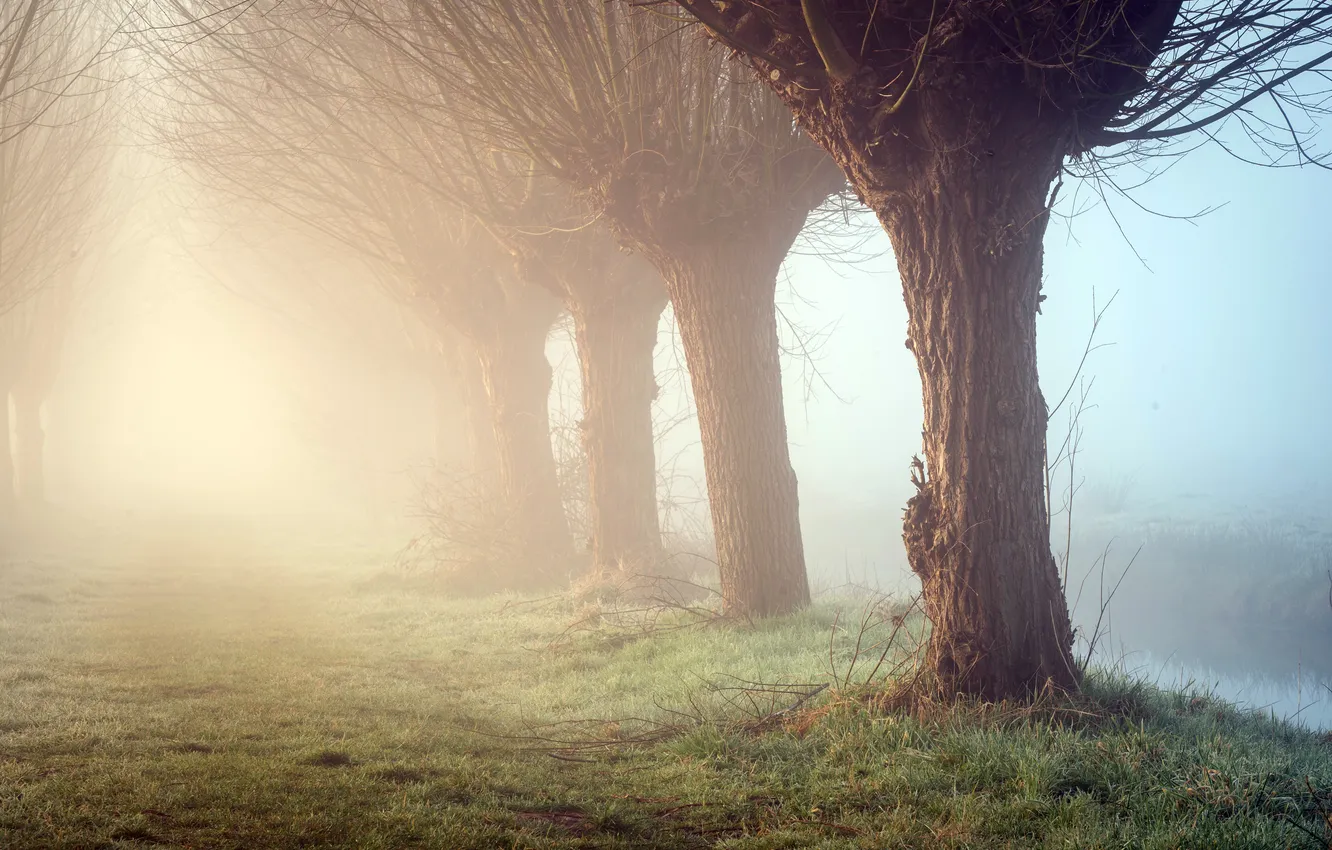 Photo wallpaper trees, fog, morning