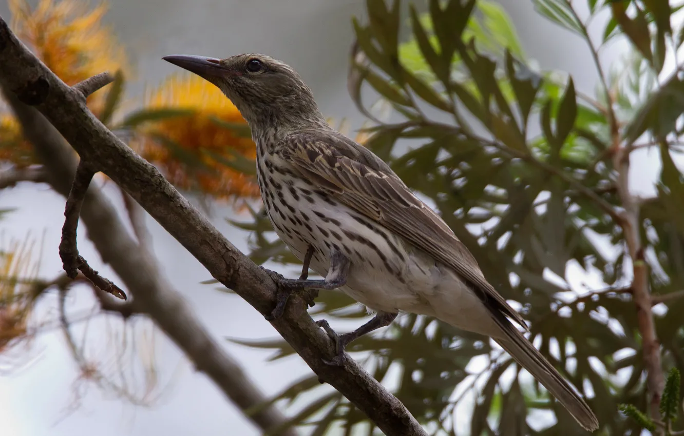 Photo wallpaper branches, bird, female, Fig Oriole