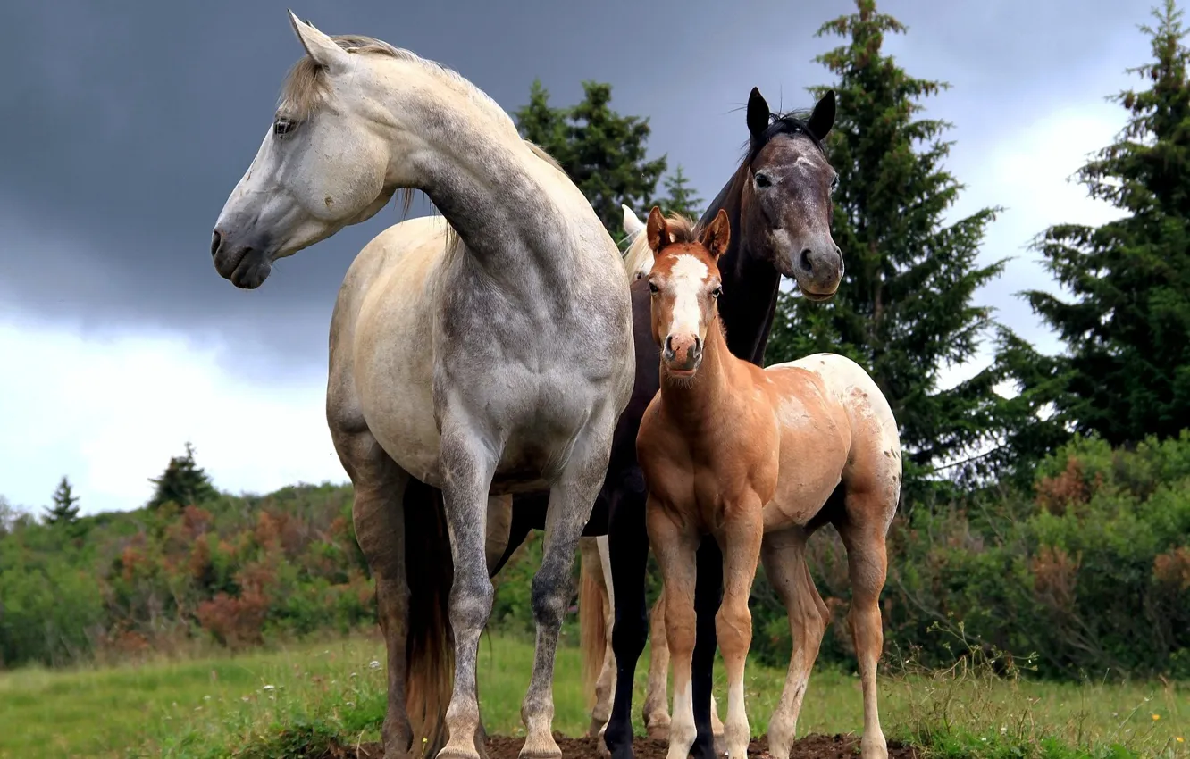 Photo wallpaper forest, glade, horses, horse, three, trio, foal