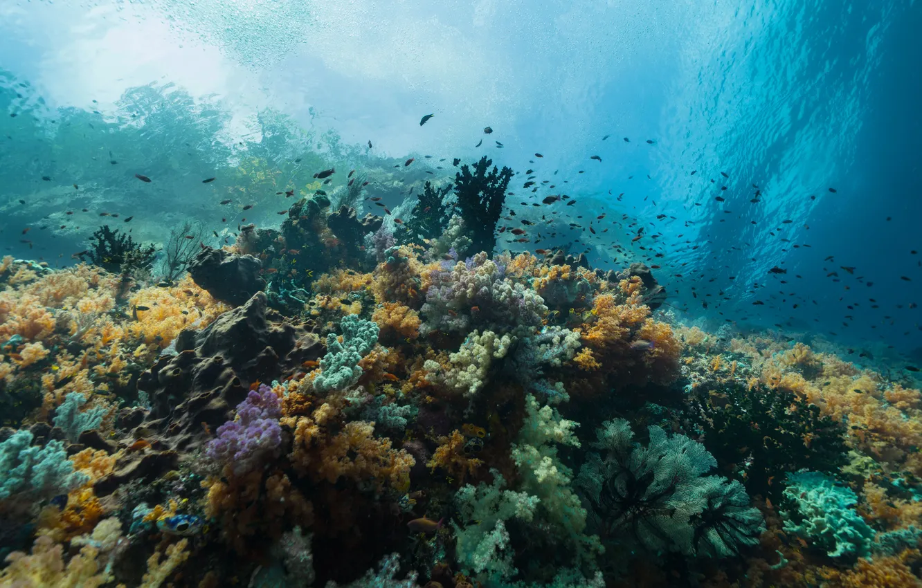 Photo wallpaper sea, the ocean, corals, underwater world