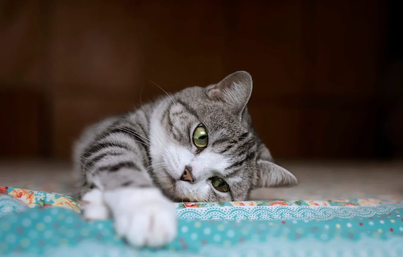 Photo wallpaper cat, cat, look, the dark background, legs, lies, Mat, kitty