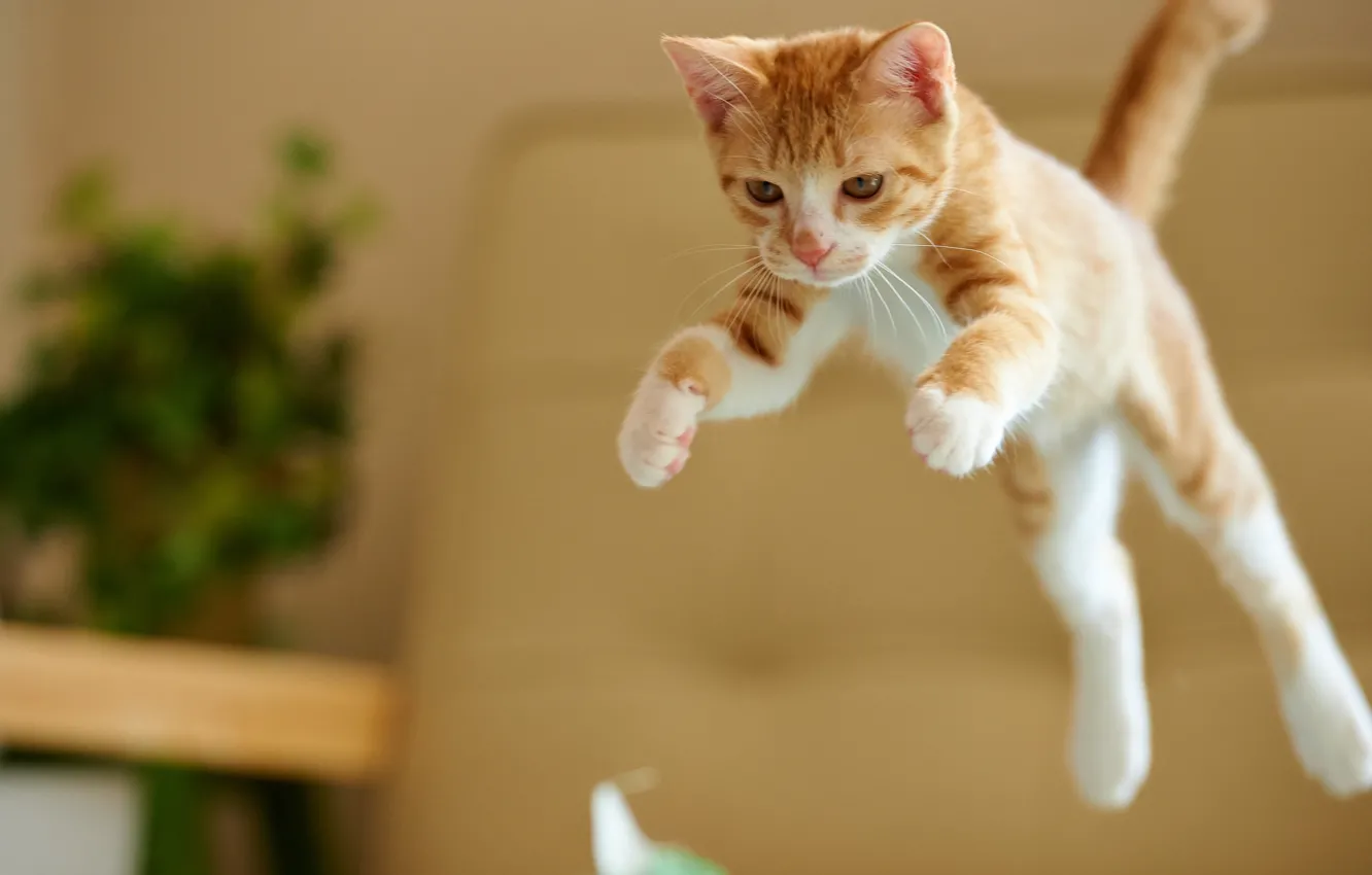 Photo wallpaper cat, jump, red, kitty